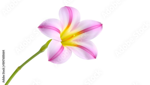  Freesia flower isolated on white background, gentle curves, fresh spring look, clean cutout.