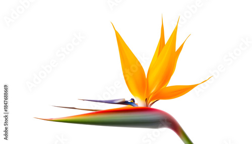  Bird of paradise flower isolated on white background, bold sculptural shape, vivid colors, high detail.