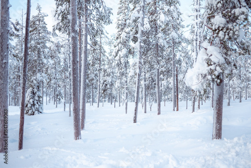 Majestic Snow-Covered Pine Forest in Pristine Winter Wilderness. A breathtaking view of a dense evergreen forest blanketed in thick, fresh white snow. The tall, slender trees create a serene and quiet