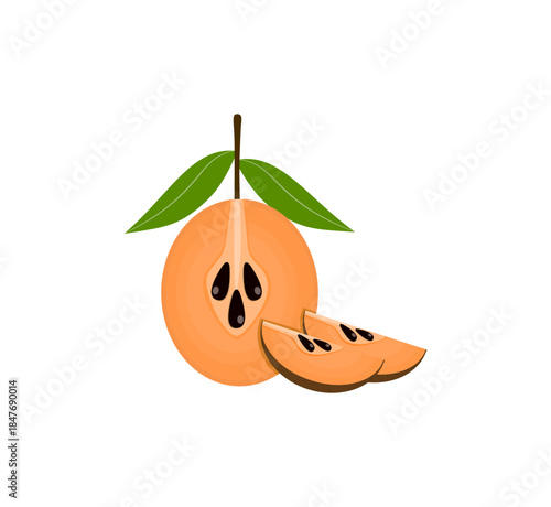 Sapodilla Fruit Half Slice (Manilkara zapota) Tropical Illustration