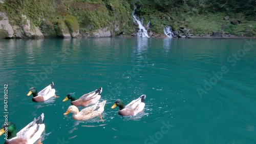 Takachiho Gorge in Takachiho, Miyazaki, Kyushu, Japan, Ducks swimming in blue lake near rocky forest shore in nature