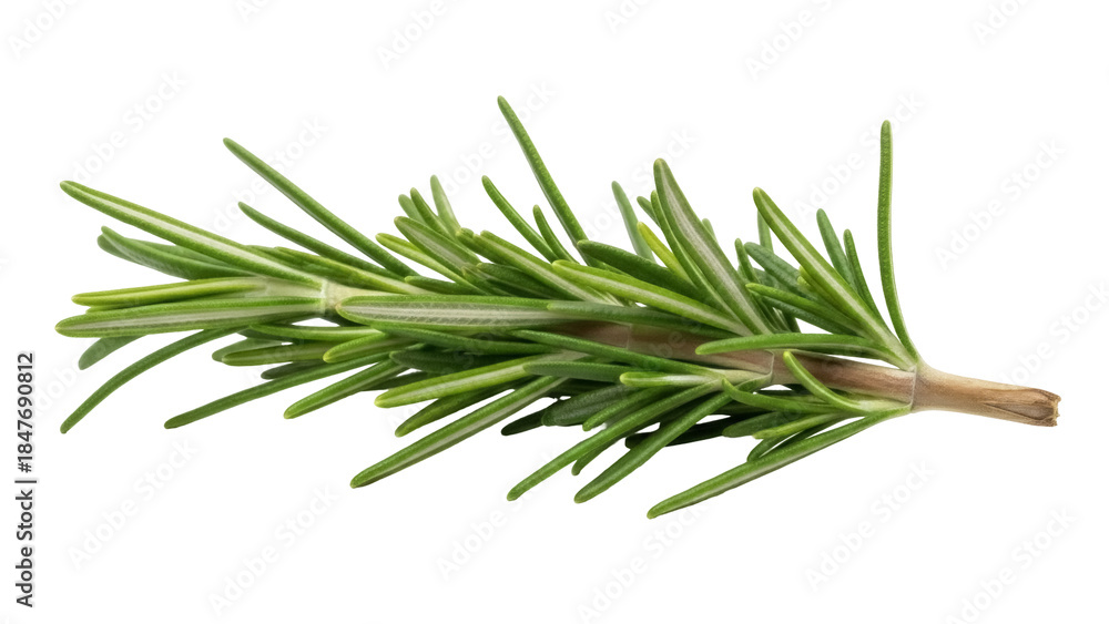 Fototapeta premium Isolated sprig of fresh rosemary for flavoring dishes and adding aromatic fragrance