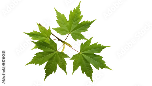 Billede på lærred Isolated maple leaves on a branch in bright spring green with a translucent qual