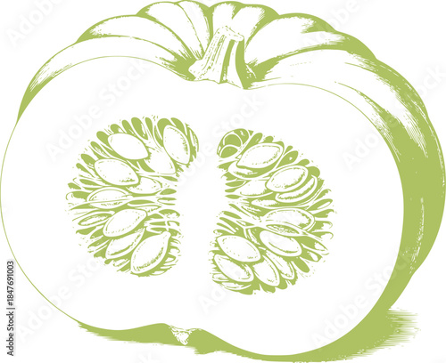 Cross section of a green pumpkin with seeds black and white botanical