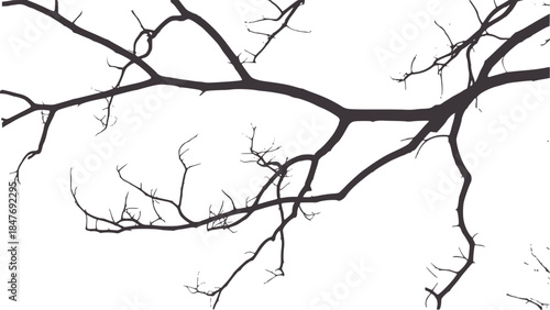 Stark black and white minimalist bare tree branches