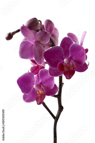 pretty colorful flowers of orchid phalaenopsis plant