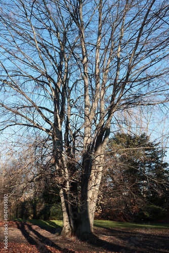 colorful leaves of various trees at autumn