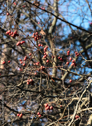 red fruits of Crataegus Crus-Galli decorative tree -Rosaceae Family