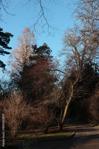 colorful leaves of various trees at autumn