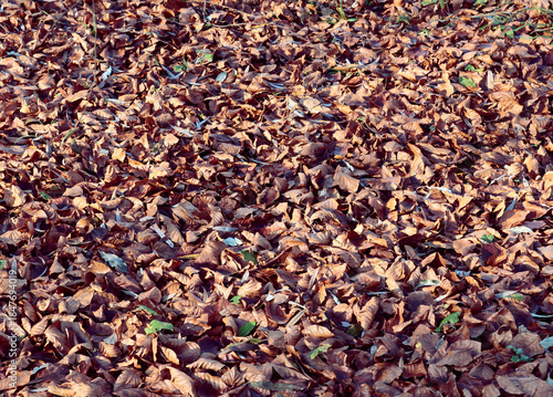 autumnal colorful,pretty landscape