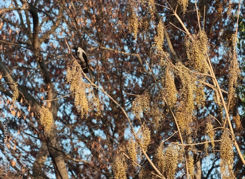clusters small seeds of Verrnicoflua Stokes and  crow  bird 