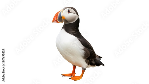 Foto Isolated Atlantic puffin bird, standing upright and looking to the left on brigh