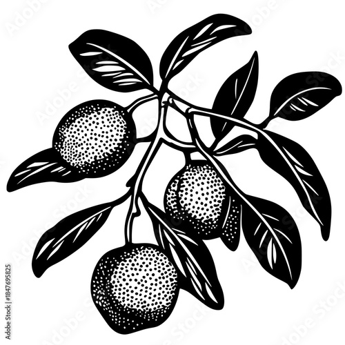 Vintage Vibrancy: Black White Orchard | Clean, isolated vector art for creative projects.