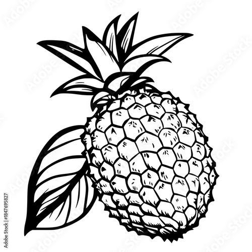 Silhouette Fruit Leaf: Kurrajong Fruit Monochrome | Clean, isolated vector art for creative projects.