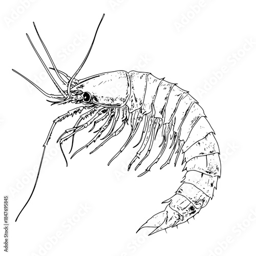 Silhouette Giant Crab - Solitary Sea Creature | Clean, isolated vector art for creative projects.