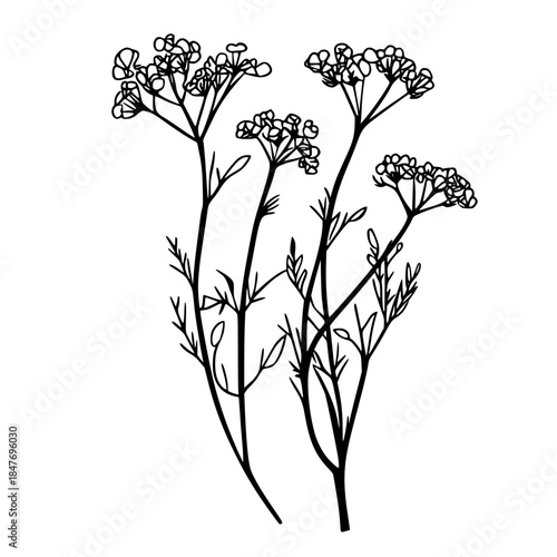 Silhouette leptinella - floral tribute black white | Clean, isolated vector art for creative projects.
