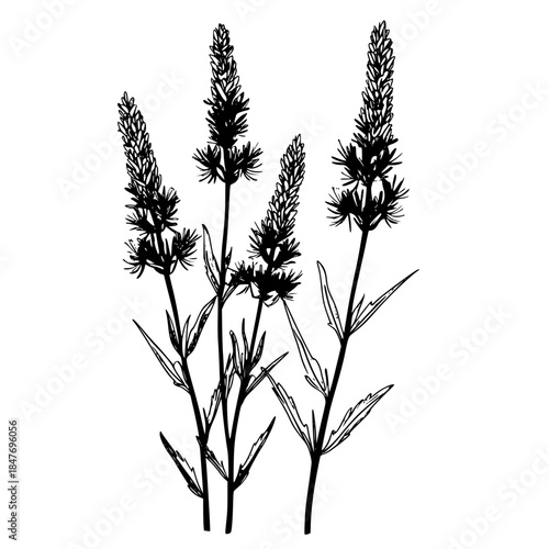 Purple Passion: Flower Fields Serenity | Clean, isolated vector art for creative projects.