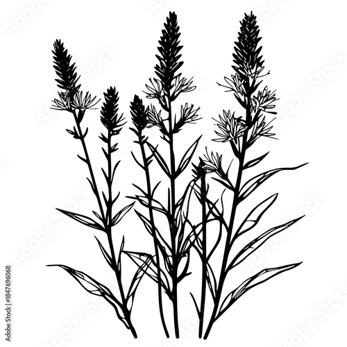 Wild Purple Passion: Liatris Blazing Star Silhouette | Clean, isolated vector art for creative projects.
