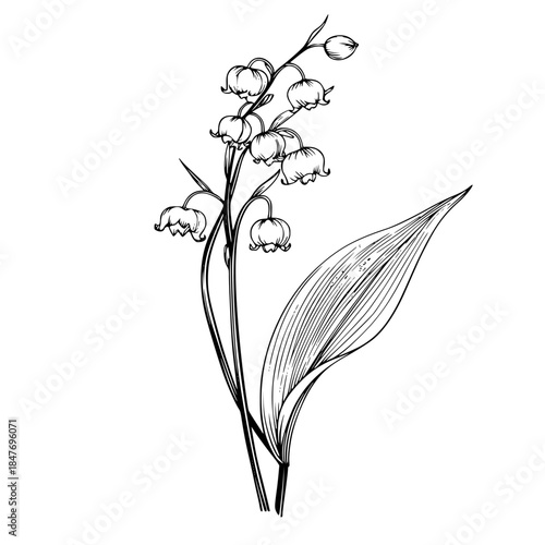 Ephemeral Elegance: Single Lily Valley Silhouette | Clean, isolated vector art for creative projects.