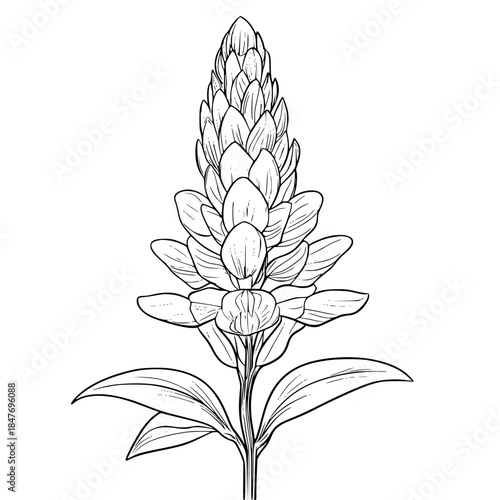 Verdant Silhouette: Lions Ear Leonotis leonurus | Clean, isolated vector art for creative projects.