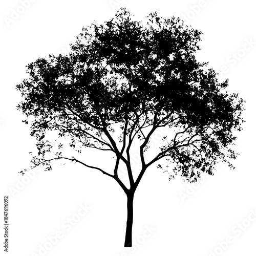 Elegant Silhouette Lone Tree Standing Tall | Clean, isolated vector art for creative projects.