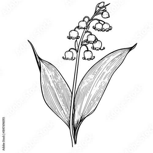 Elegant Lily Valley | Clean, isolated vector art for creative projects.