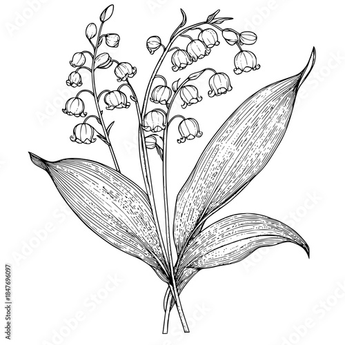 Elegant Silhouette Flowering Plant | Clean, isolated vector art for creative projects.