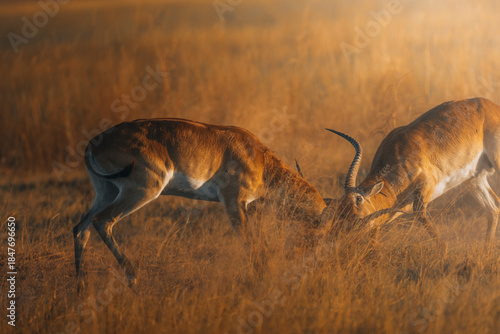 View of two Lechwes locking horns amidst the golden, sun-drenched savanna grasses, a display of raw power and territoriality, Maun, North-West District, Botswana.