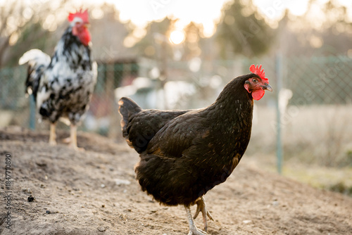 Foto Free range black hen on organic farm, egg production