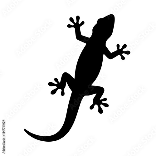 silhouette of a house lizard 