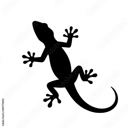 house lizard on a white background