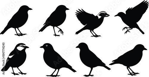 Collection of eight distinct black bird silhouettes in various poses including standing taking off and displaying unique facial markings against a white background