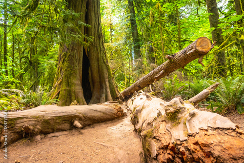 Billede på lærred Fallen log and giant tree in cathedral grove forest, vancouver island