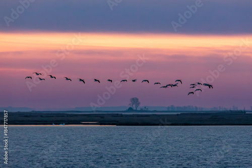 Nonnengänse vor Sonnenaufgang am Bodden vor Zingst.