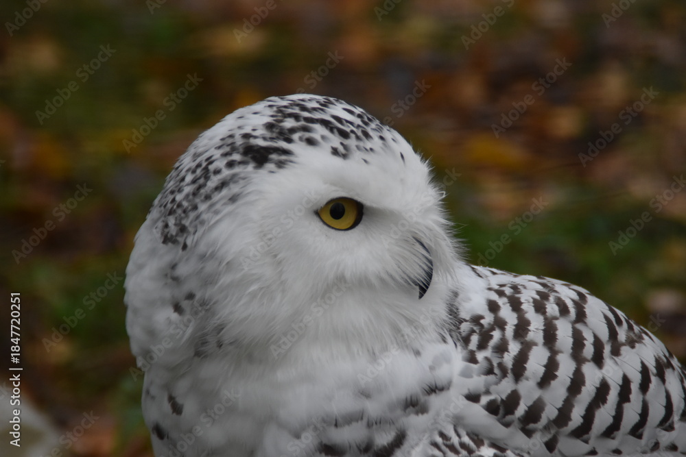 Fototapeta premium An adorable snowy owl.