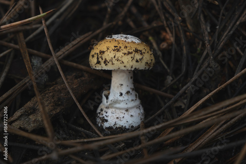 Fotografie Young specimen of European gemmed Amanita (Amanita gemmata) mushroom growing sin