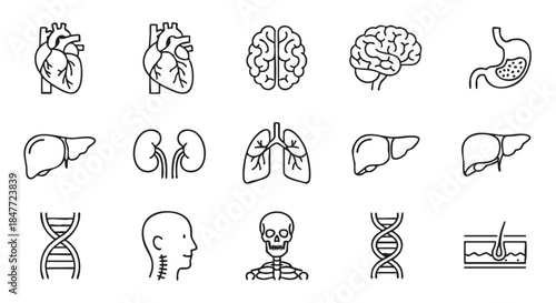 Set of human organs in vector format on white background
