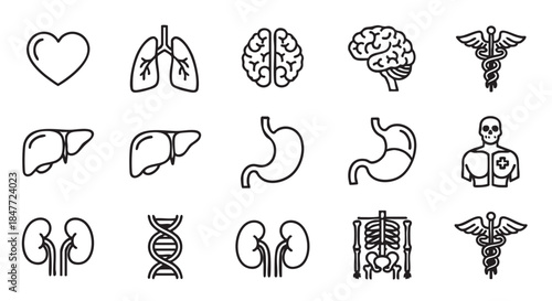 Set of vector line icons for human organs and DNA graphic resource