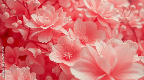 Close-up photograph of a dense cluster of vibrant coral pink flowers and small buds, filling the frame to create a detailed and romantic spring floral background texture.