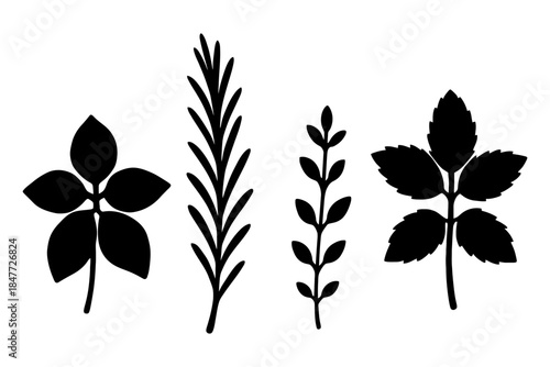 Silhouette of basil, rosemary, thyme, and mint leaves in simple black design.