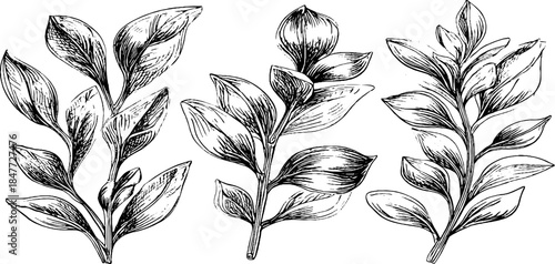 Vintage botanical engraving of three ancient plant species for design and decor