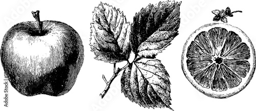 Vintage engraved illustration set of apple, leaf, and orange slice for art and design
