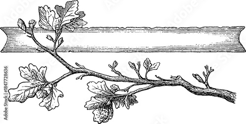 Vintage engraved illustration of three branch objects with silhouette design for decoration