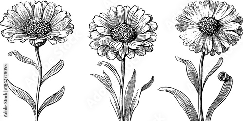 Vintage hand drawn chamomile flowers illustrations set for design projects