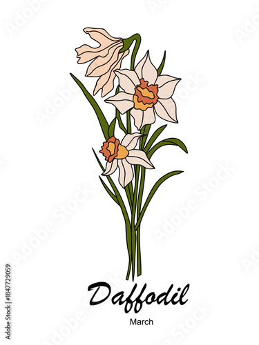 Daffodil flowers, the birth flower for March, featuring soft pastel petals, clean lines, and elegant botanical style. Minimal vector illustration isolated on transparent background