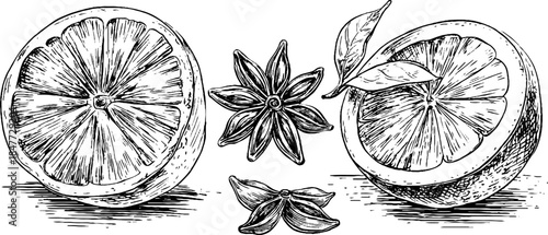 Vintage citrus and star anise hand drawn engravings for retro label design