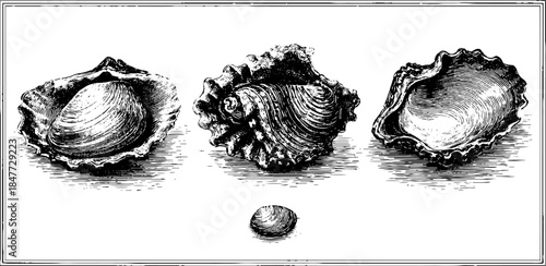 Vintage engraving of three clam shells in detailed illustration for retro design