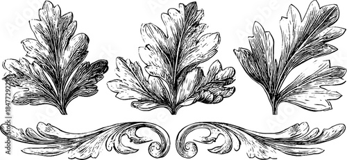 Vintage engraved classical acanthus leaf illustration set for design and decor