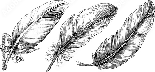 Three classical feather illustrations with vintage hand-drawn engraving style
