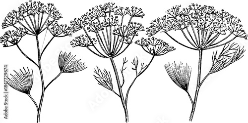 Vintage hand drawn illustration of dill leaves and flowers set for botanical design